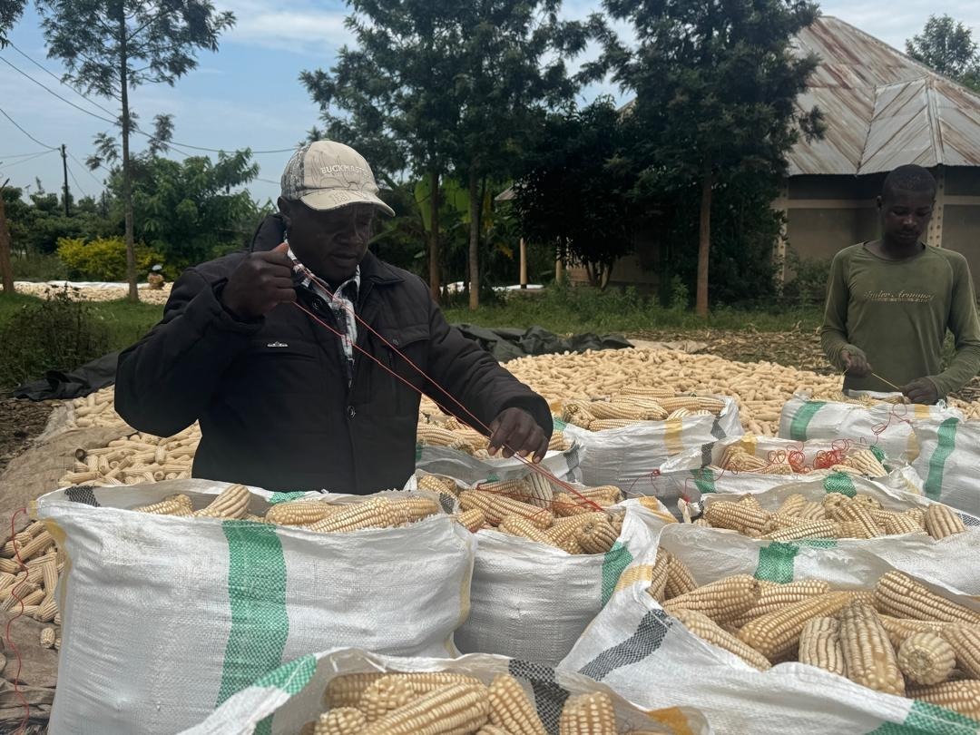 “I once had to feed four tons of maize to my cows because no one would buy it”. Leonidas’s journey from loss to livelihood